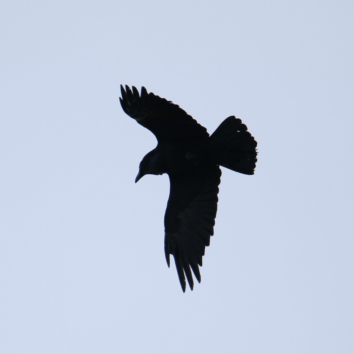 Common Raven - ML616442545