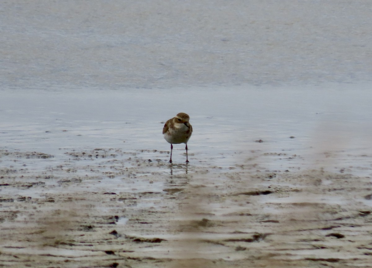 Double-banded Plover - ML616442551