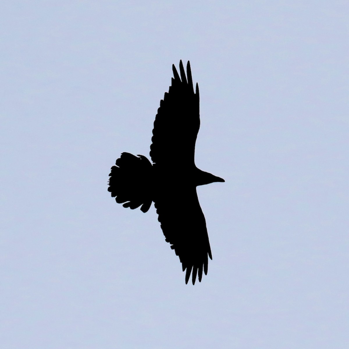 Common Raven - ML616442645