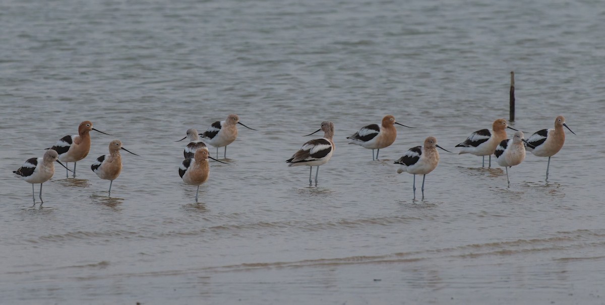 eBird Checklist - 24 Mar 2024 - Matagorda Bay Nature Park/Jetty (CTC ...