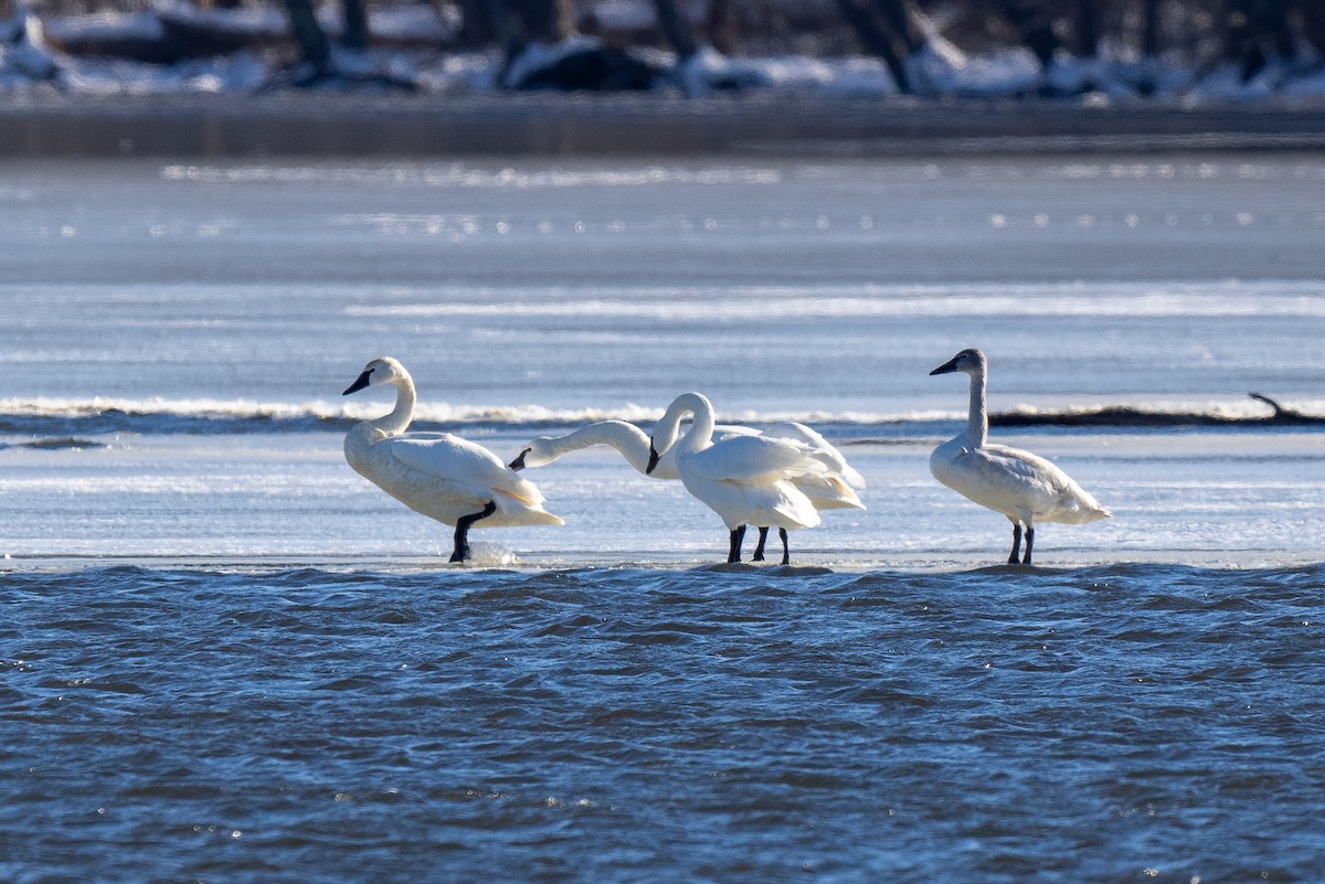 Tundra Swan - Forest Botial-Jarvis