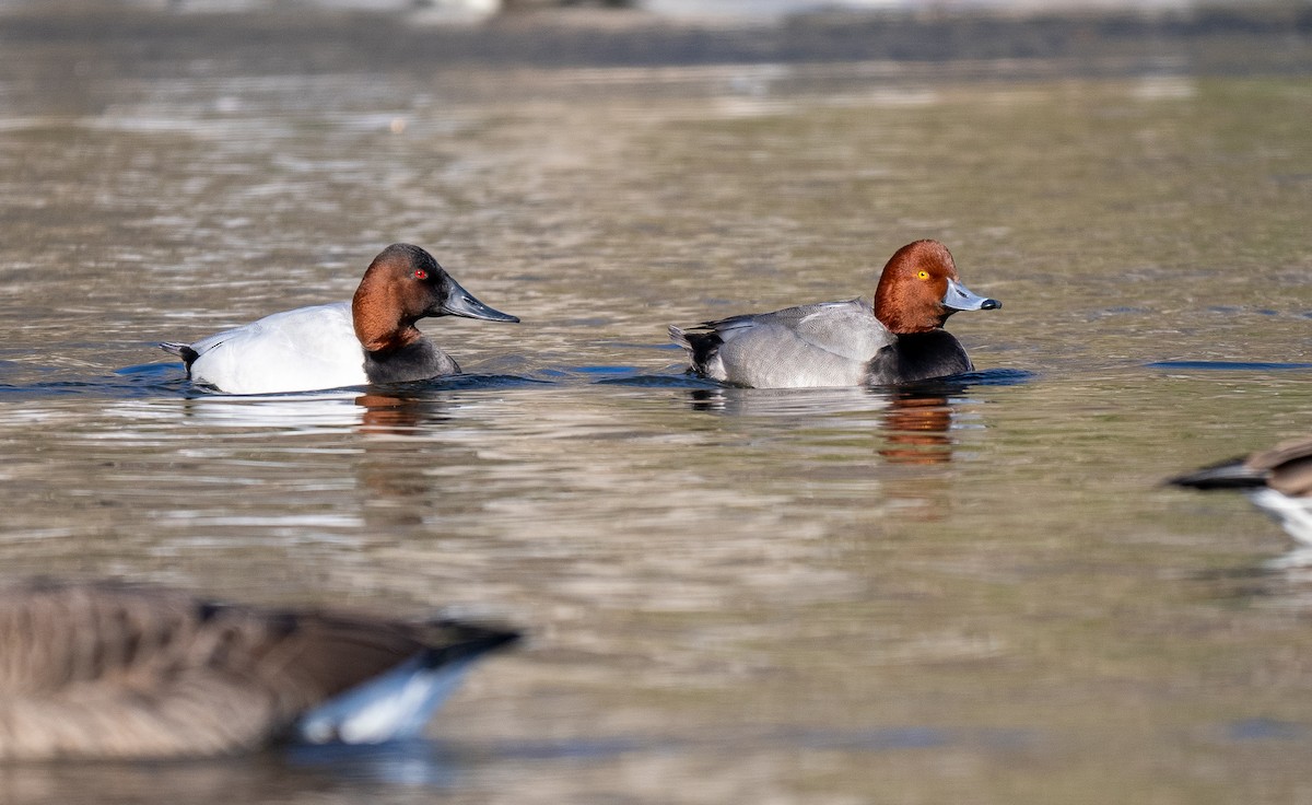 Canvasback - Forest Botial-Jarvis