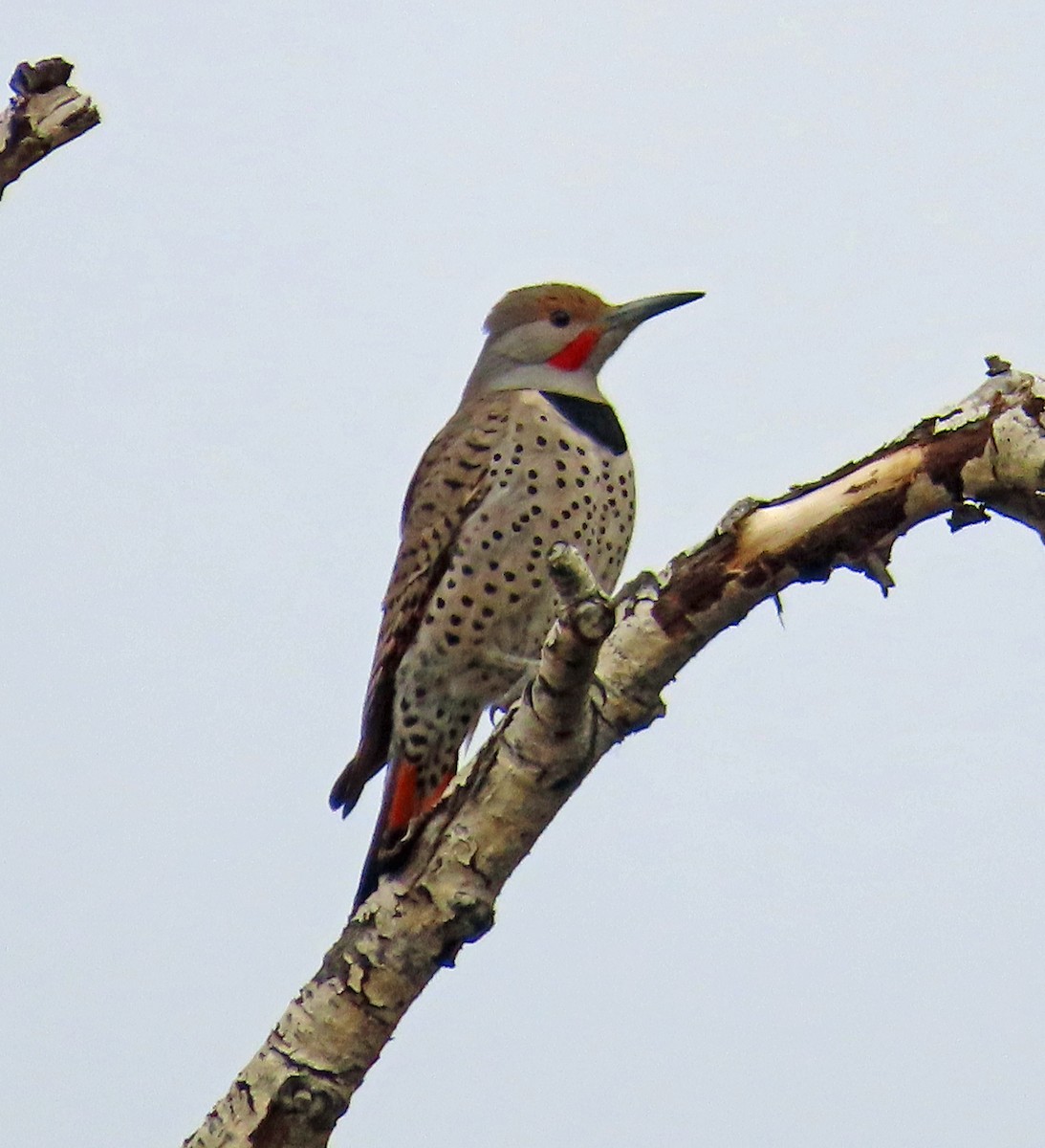 Northern Flicker (Red-shafted) - ML616442771