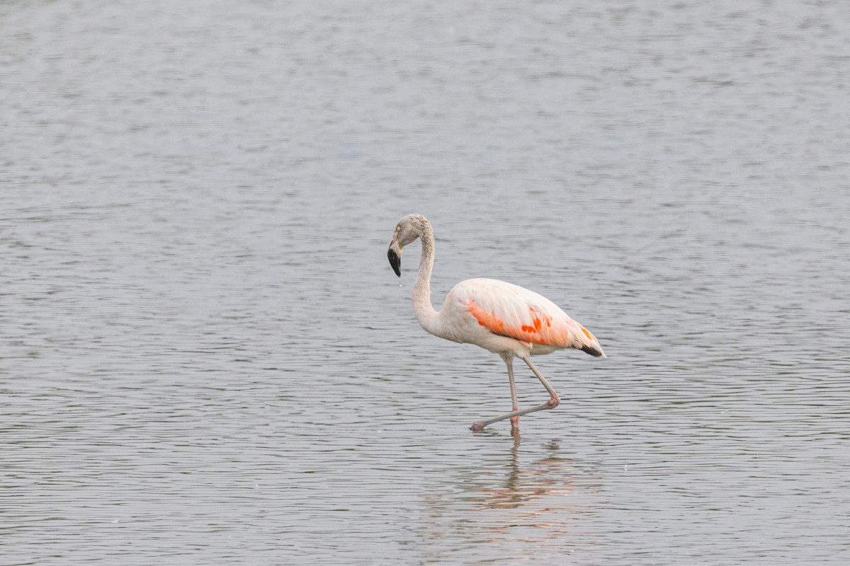 Chilean Flamingo - ML616442780