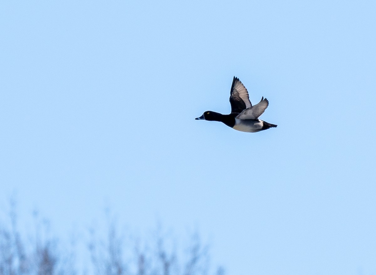 Ring-necked Duck - Forest Botial-Jarvis