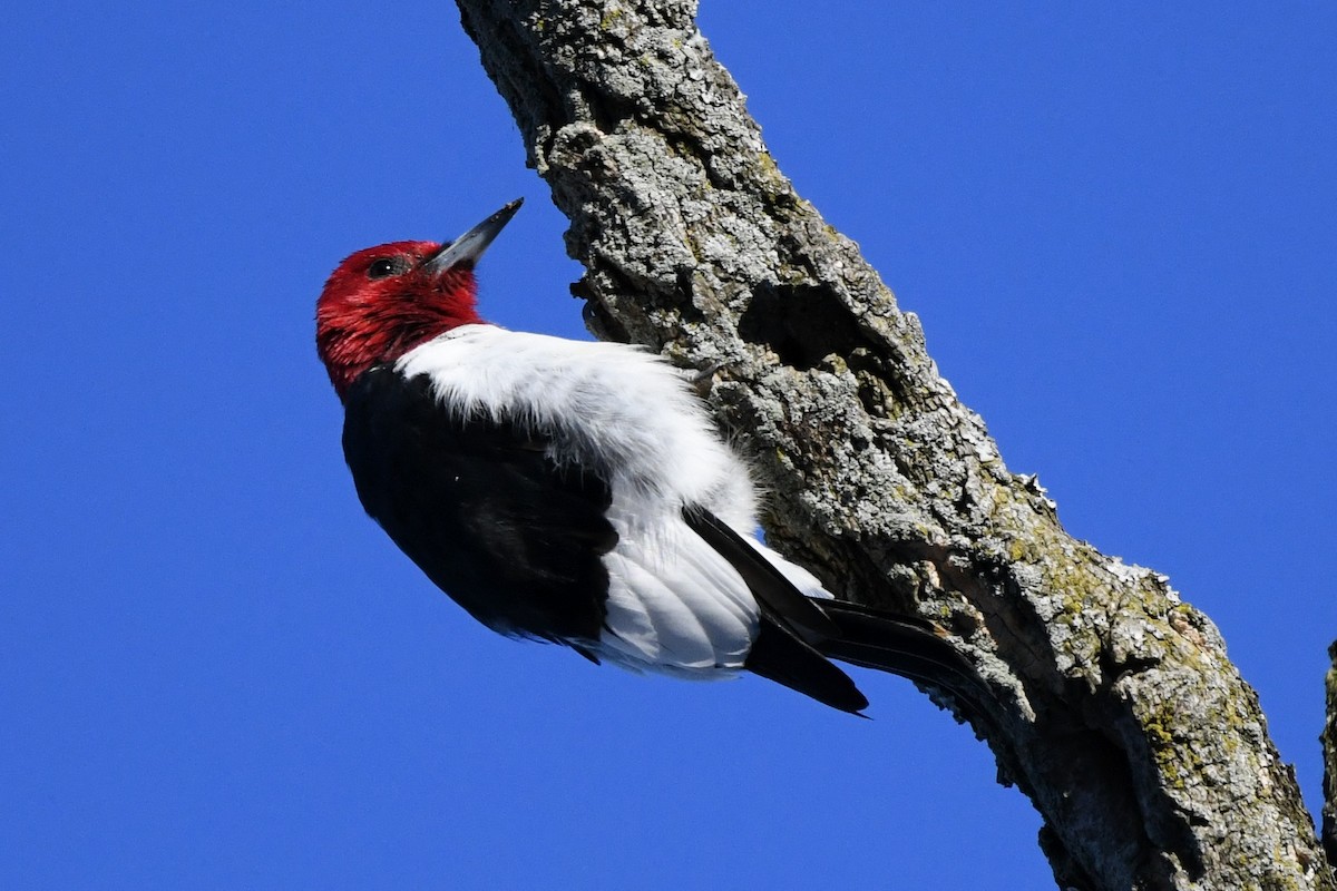Red-headed Woodpecker - ML616442815