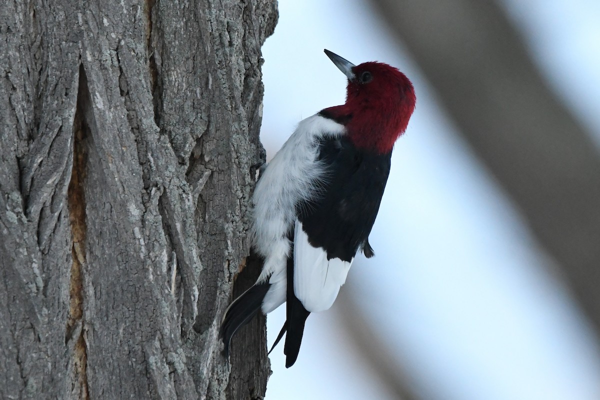Red-headed Woodpecker - ML616442817