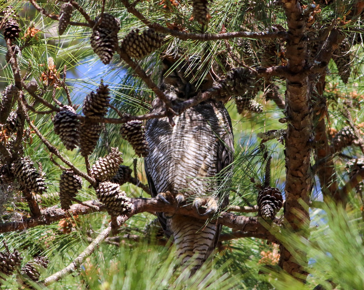 Great Horned Owl - ML616442818