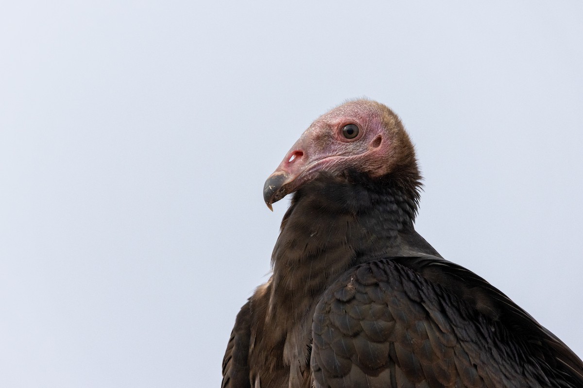 Turkey Vulture - ML616442841