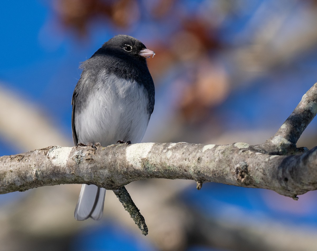 Dark-eyed Junco (Slate-colored) - Forest Botial-Jarvis