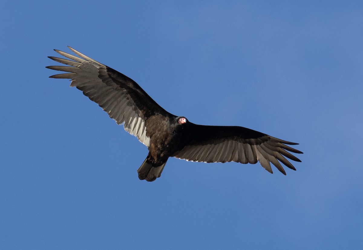 Turkey Vulture - ML616442862