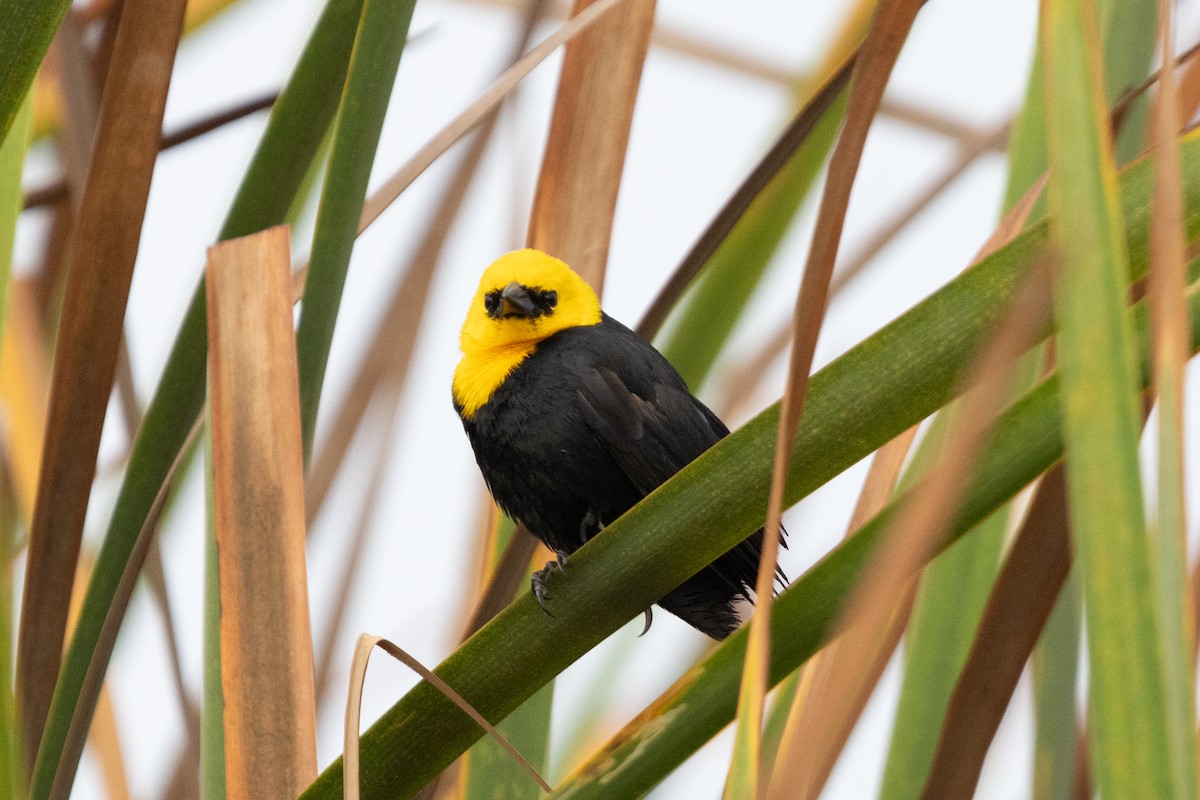 Yellow-hooded Blackbird - ML616442872