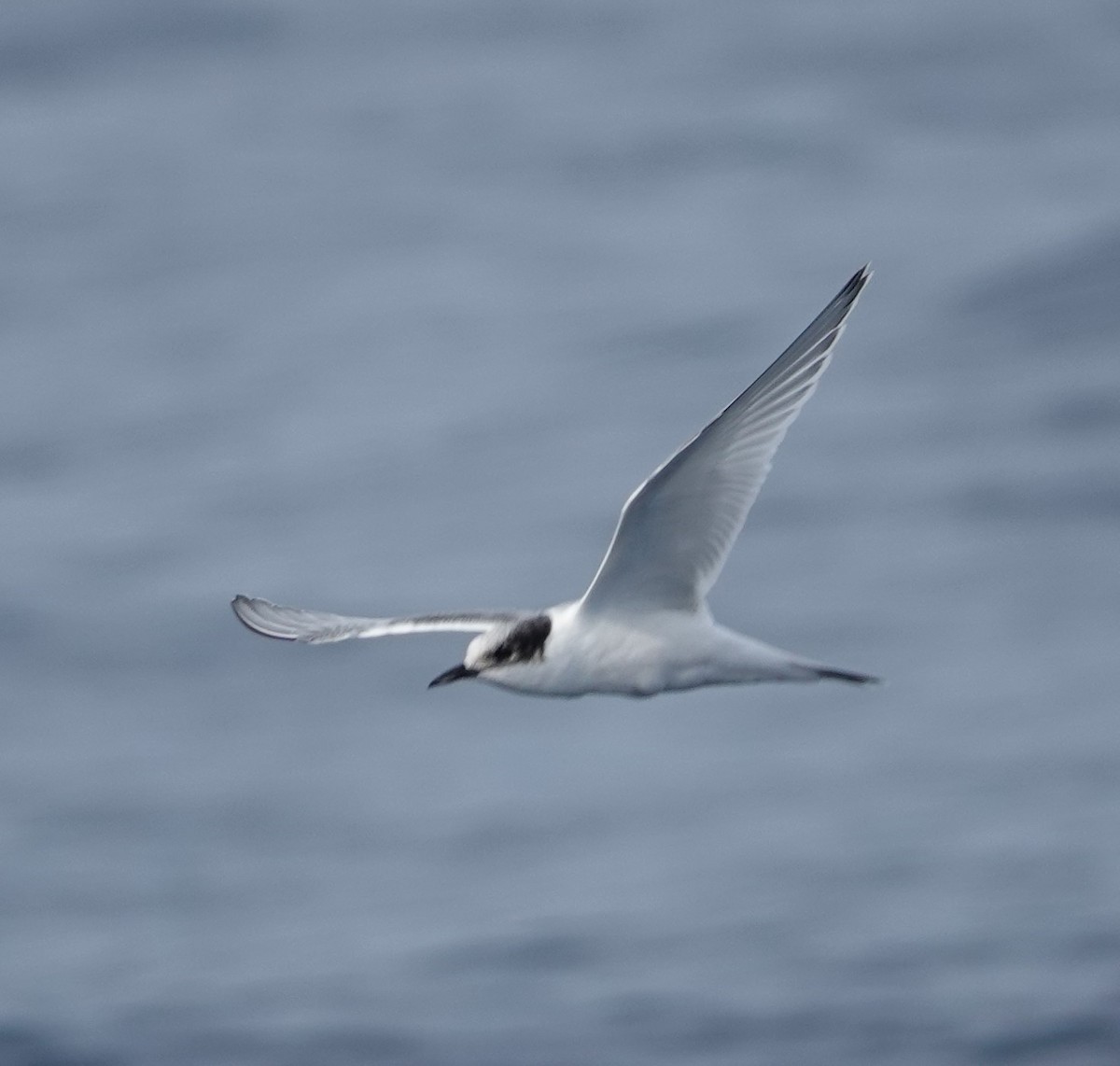 White-fronted Tern - ML616443110