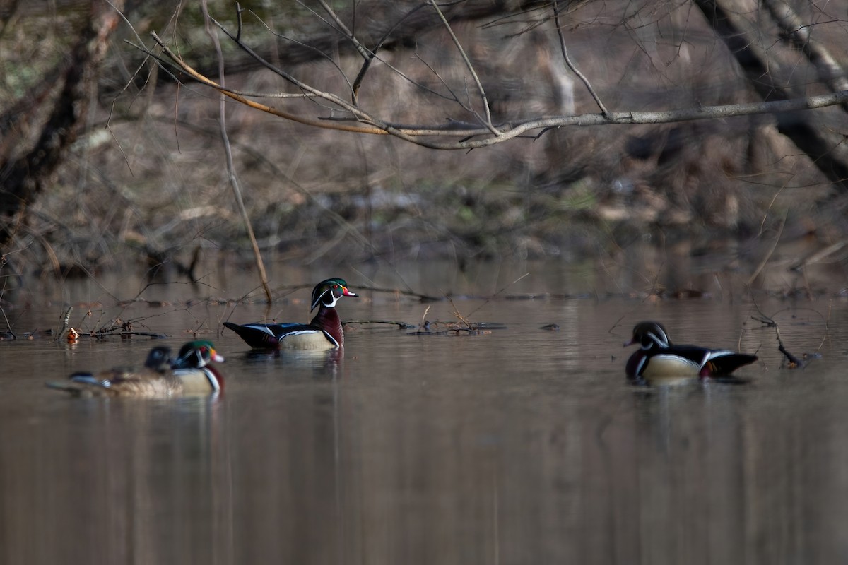 Pennsylvania Bird Atlas Checklist - 24 Mar 2024 - Auburn Desilting ...