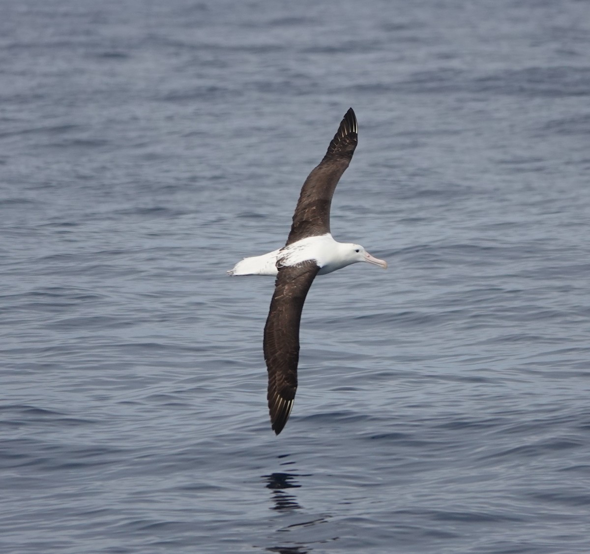 Northern Royal Albatross - ML616443129