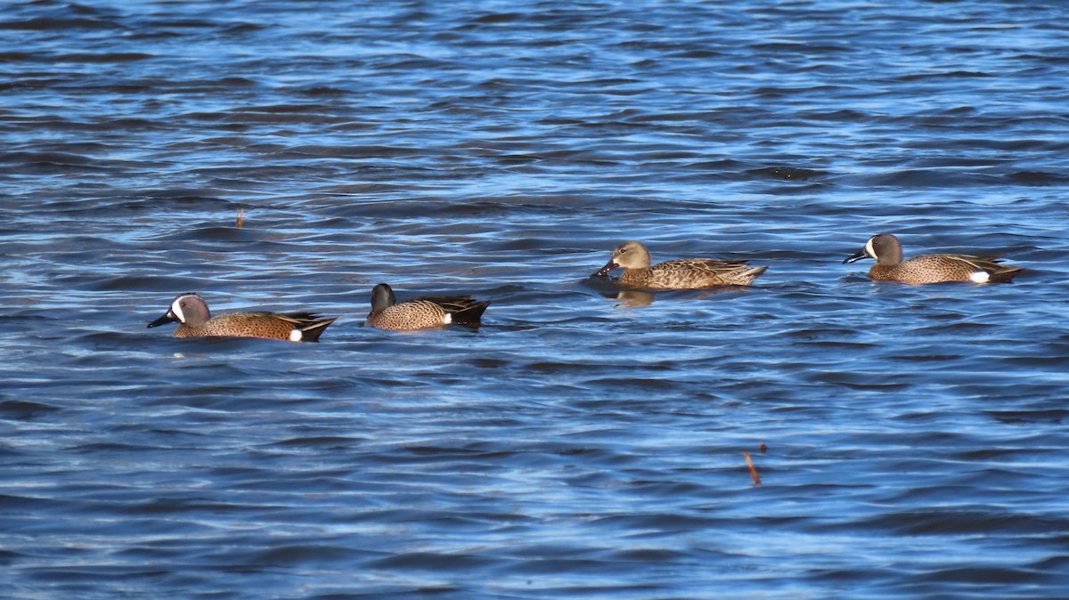 Blue-winged Teal - ML616443172