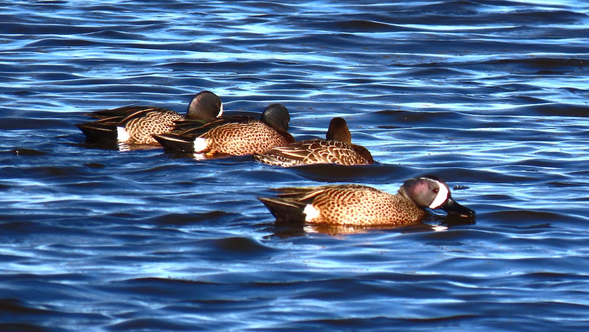 Blue-winged Teal - ML616443243