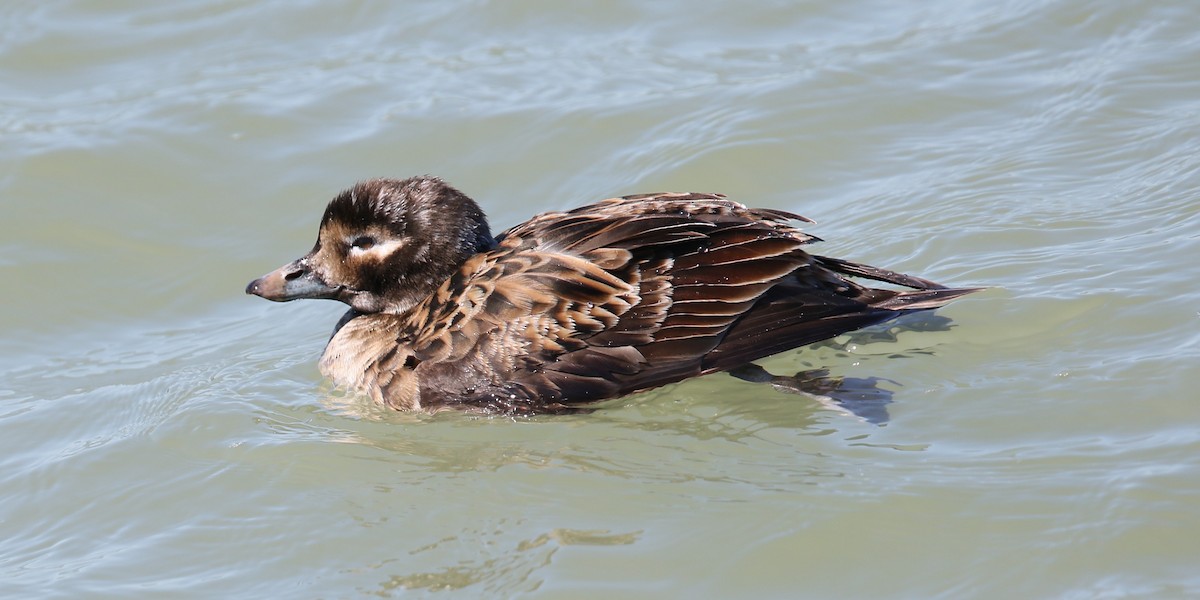 Long-tailed Duck - ML616443320