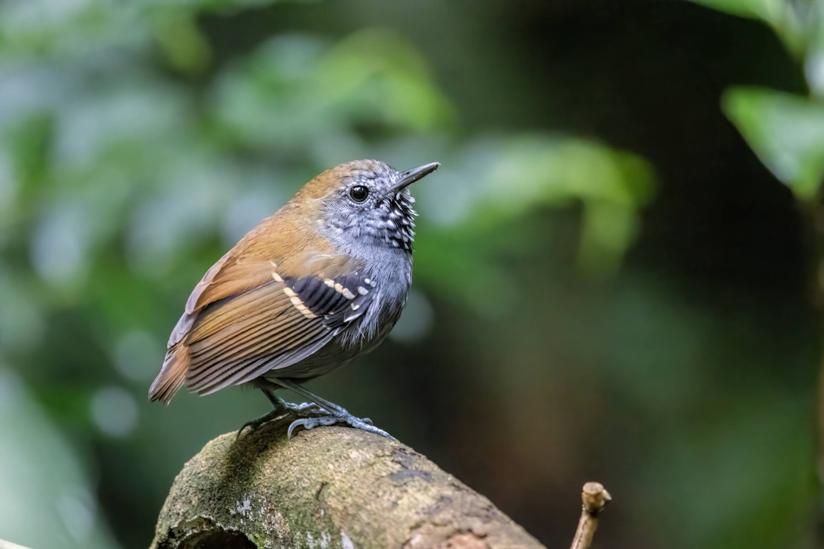 Star-throated Antwren - Alejandro Pinto_TanagerPhotoTours