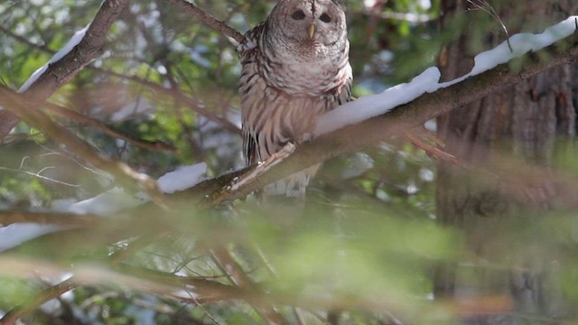 Barred Owl - ML616443424
