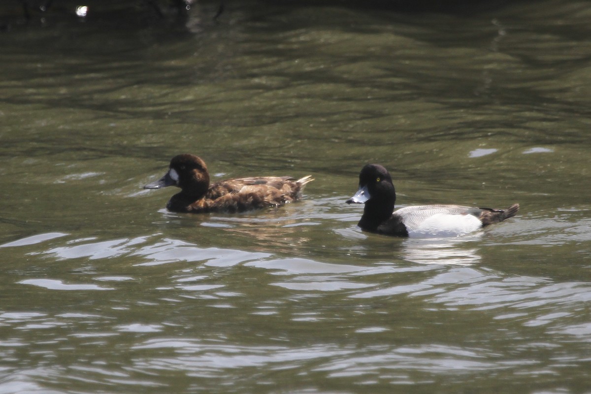 Greater Scaup - ML616443510