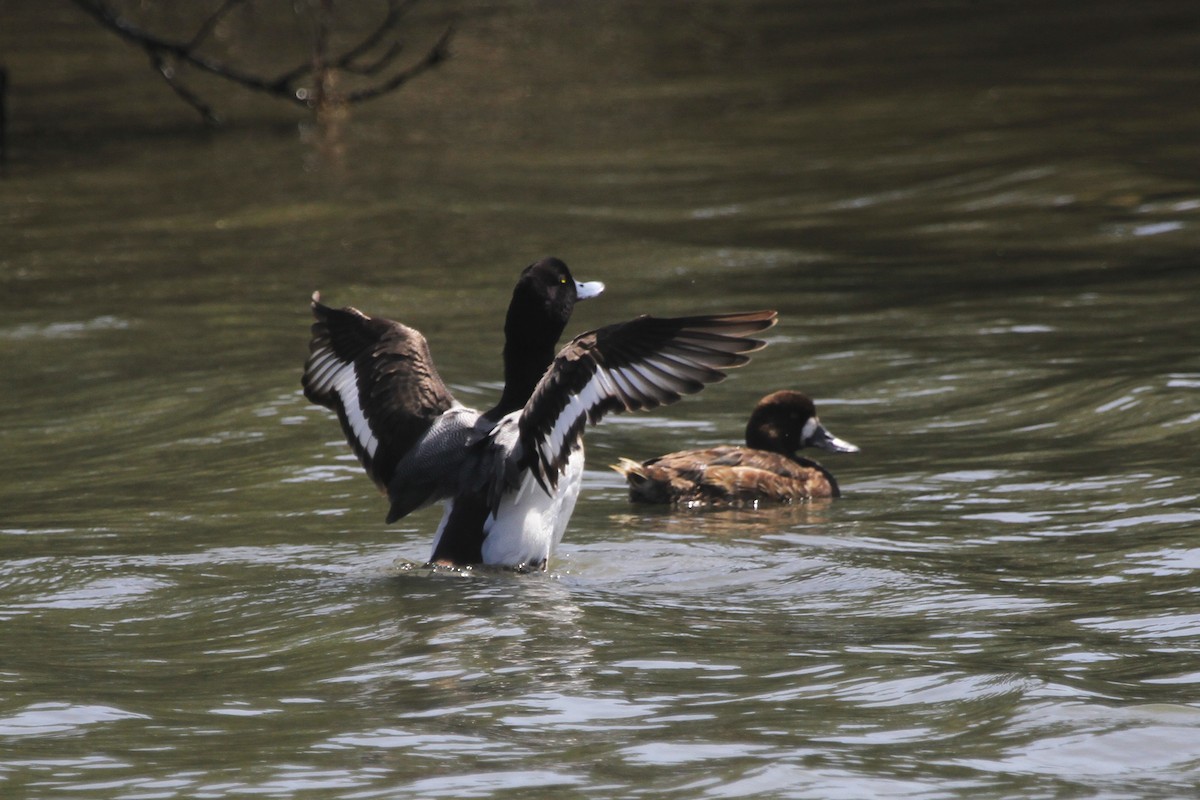 Greater Scaup - ML616443512