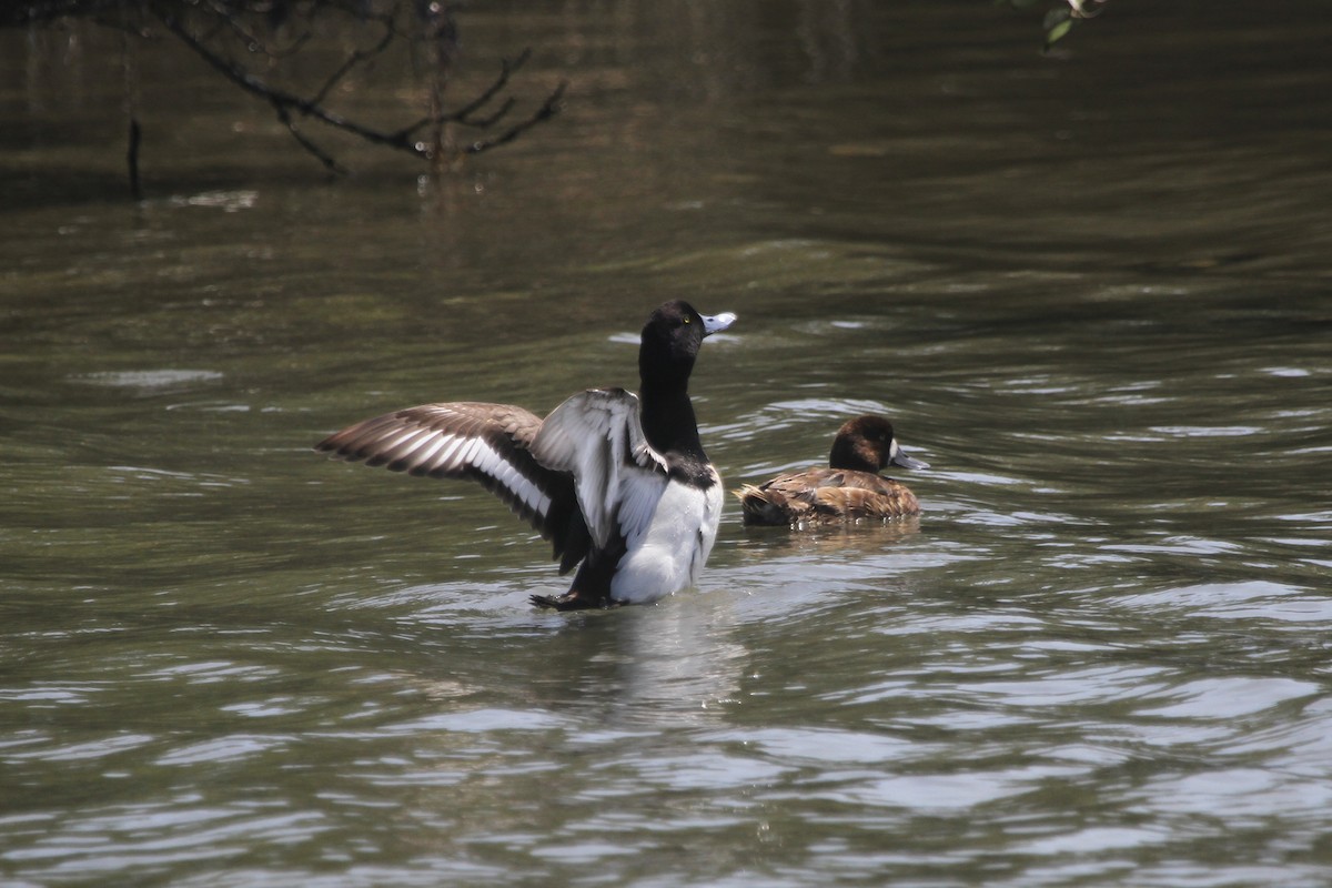 Greater Scaup - ML616443513