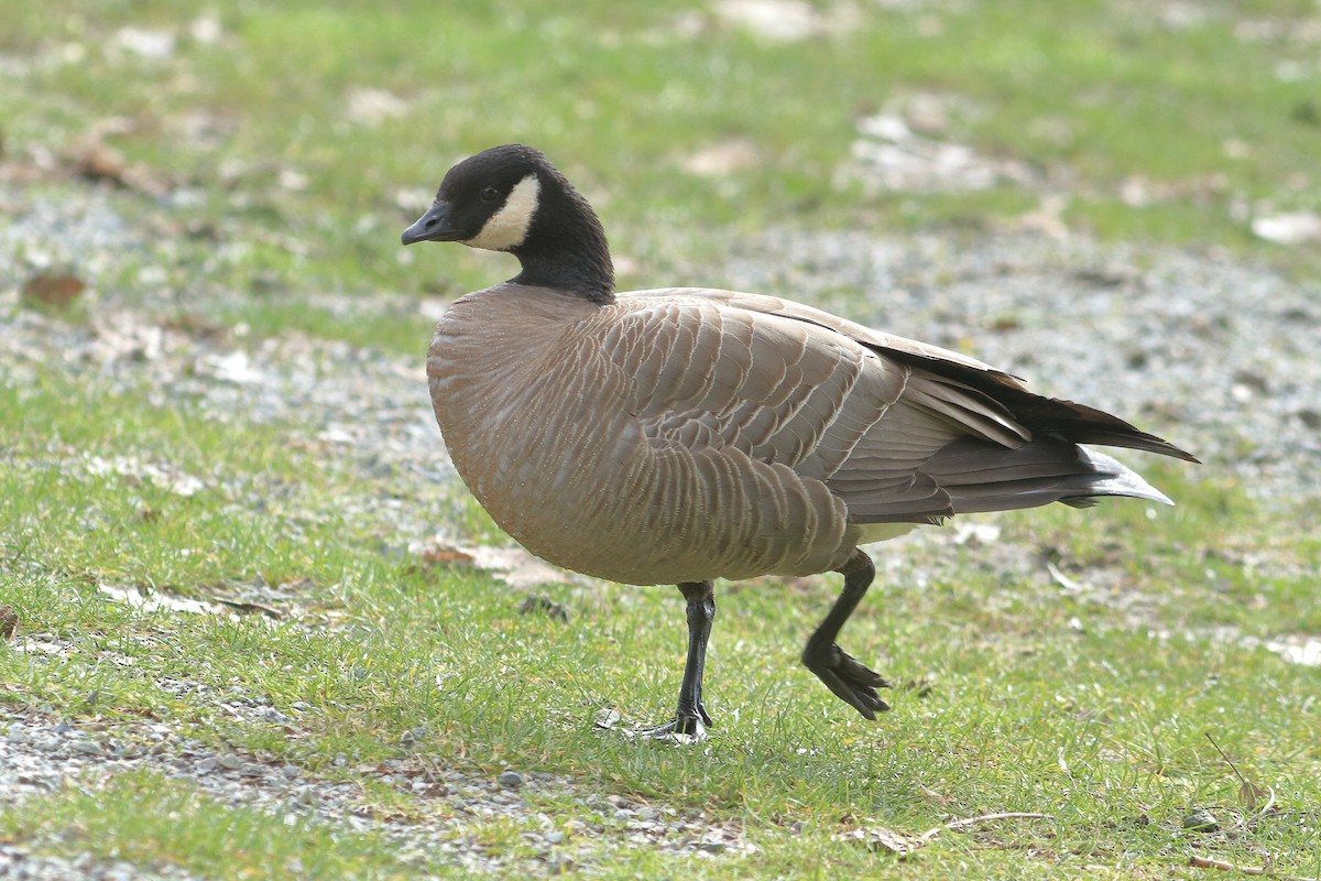 Cackling Goose (minima) - ML616443556