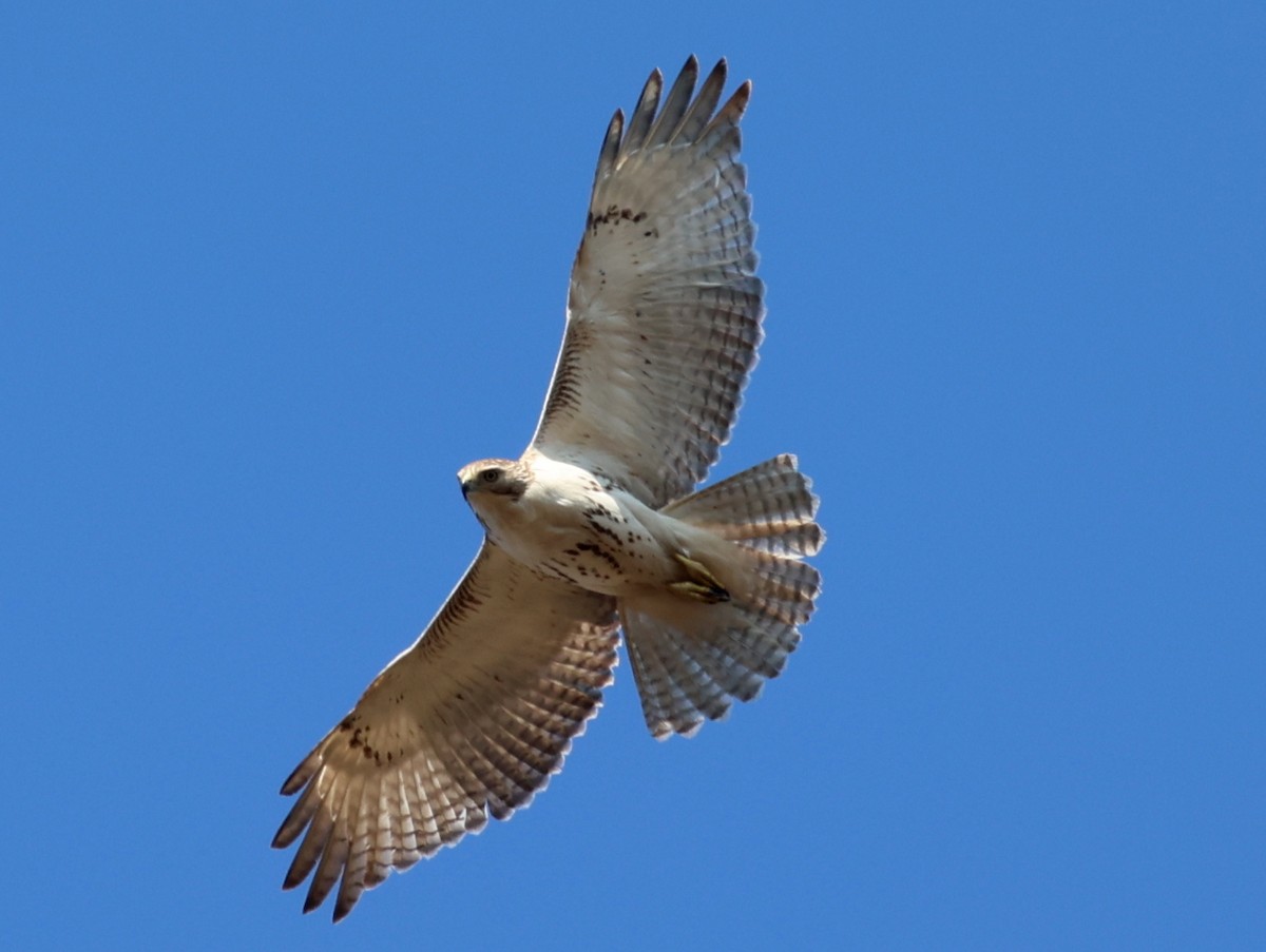 Red-tailed Hawk - ML616443685
