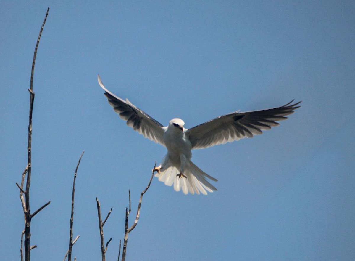 White-tailed Kite - ML616443886
