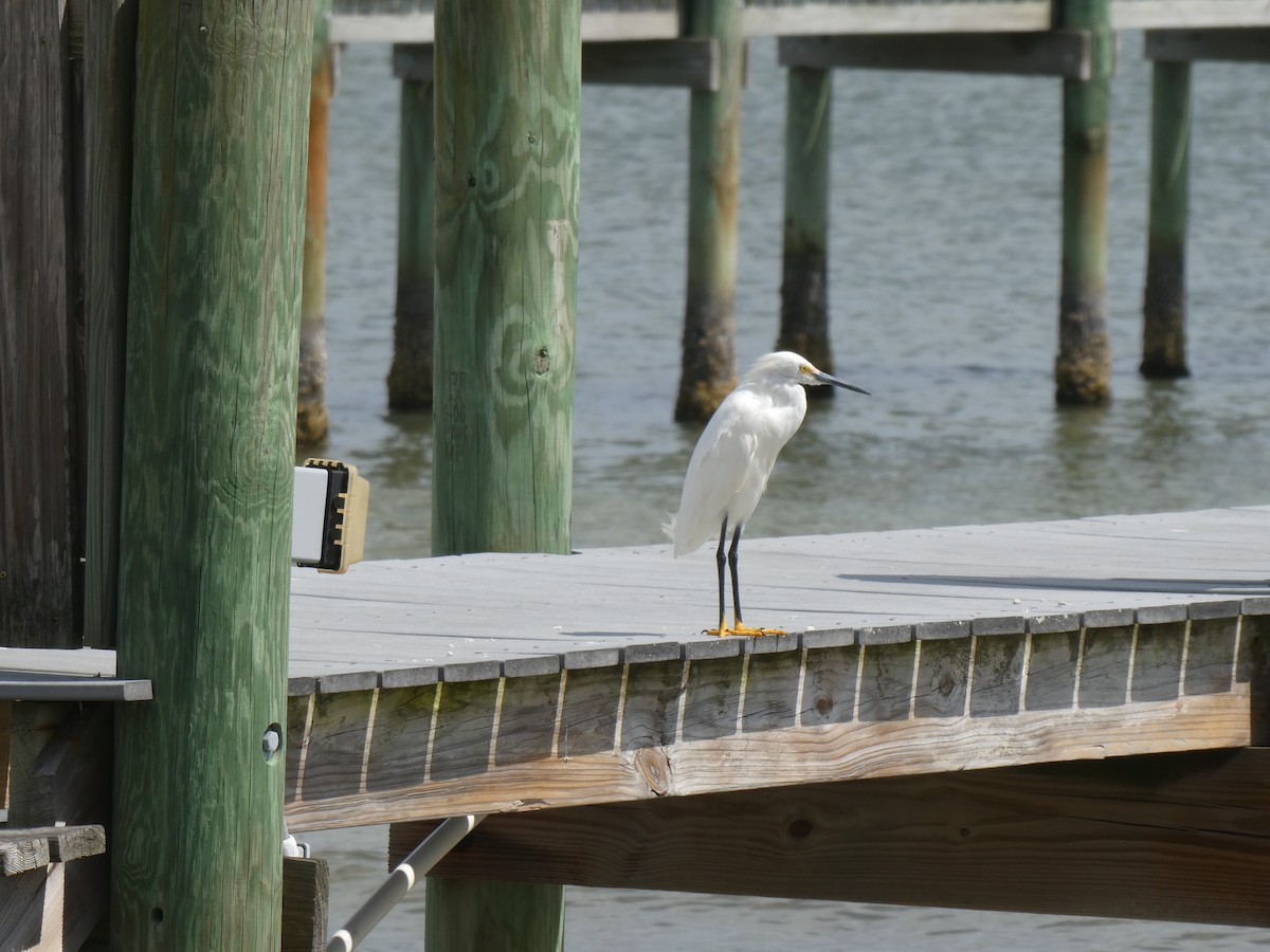 Snowy Egret - lucy march