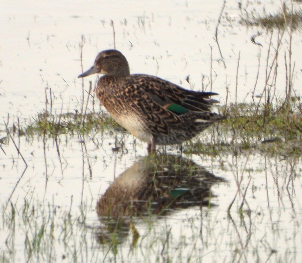 Green-winged Teal - ML616443957
