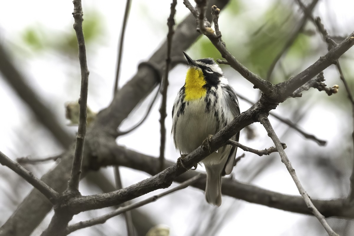Yellow-throated Warbler - Thomas Creel