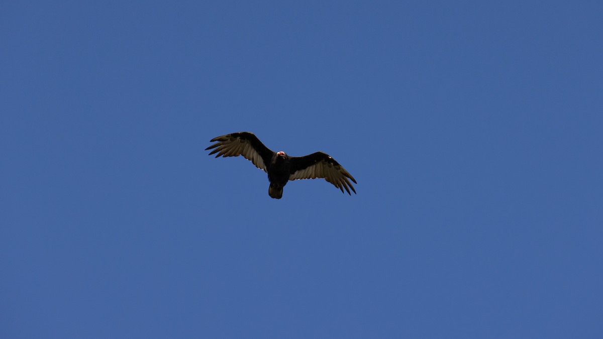 Turkey Vulture - ML616444163
