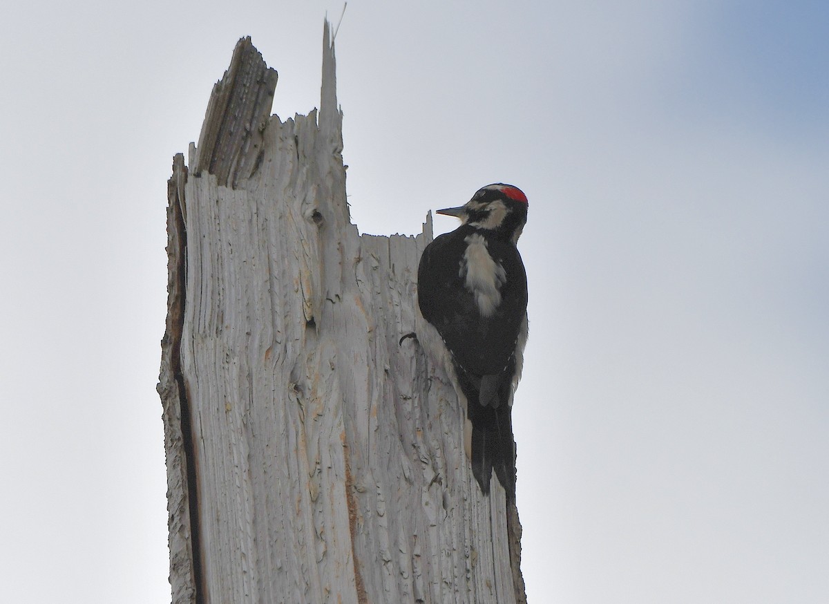 Hairy Woodpecker (Pacific) - ML616444172