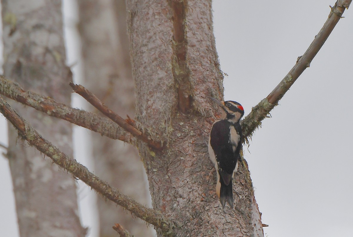 Hairy Woodpecker (Pacific) - Carol Riddell