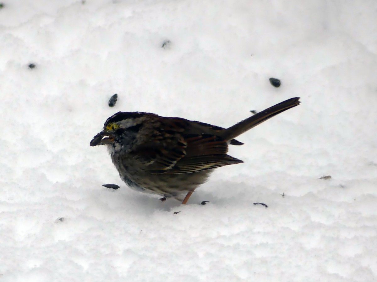 White-throated Sparrow - ML616444291