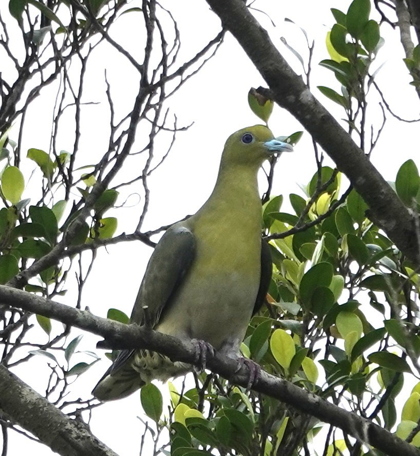White-bellied Green-Pigeon - ML616444306