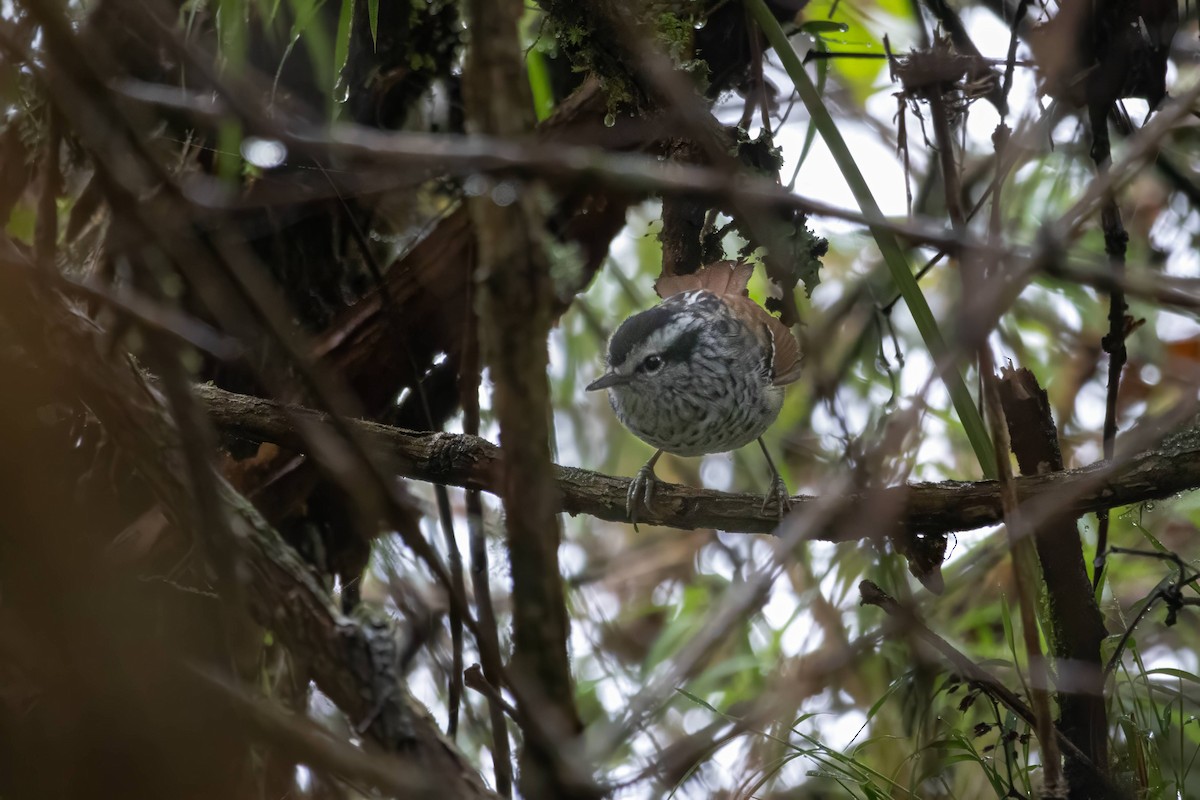 Rufous-tailed Antbird - ML616444338