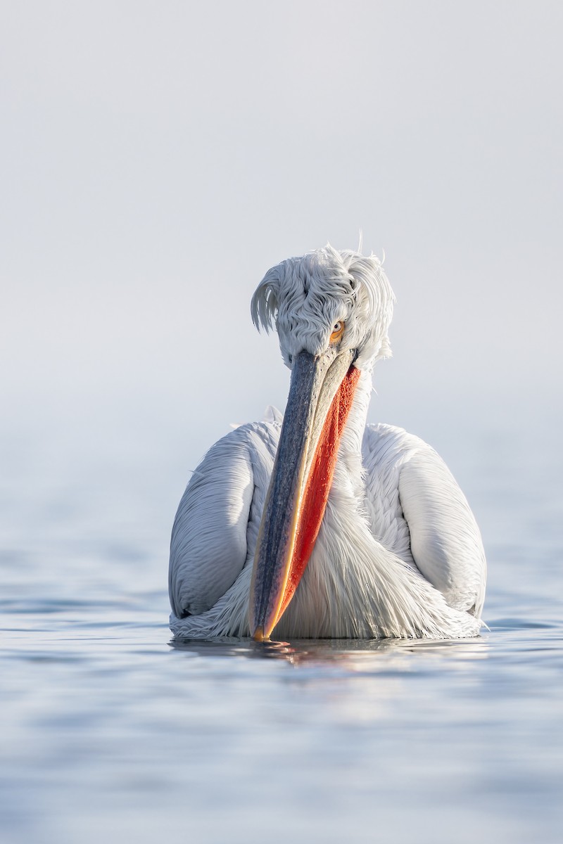 pelikán kadeřavý - ML616444423