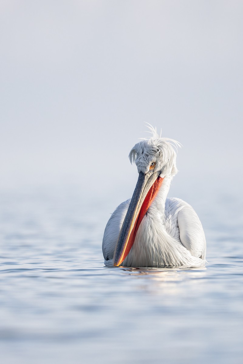 pelikán kadeřavý - ML616444424