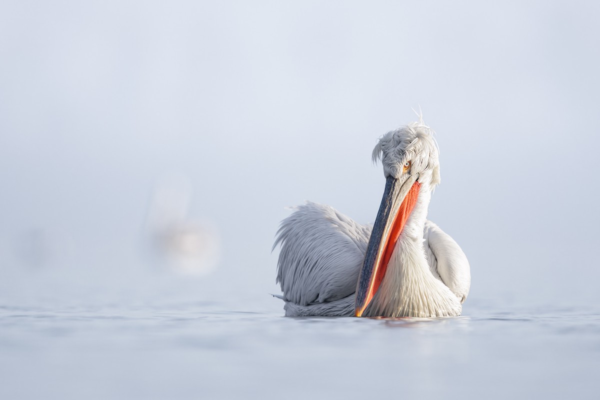 pelikán kadeřavý - ML616444425