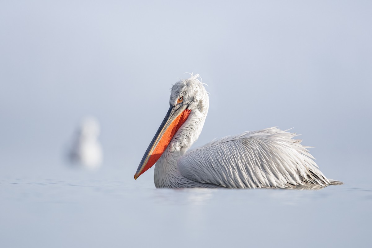 pelikán kadeřavý - ML616444427