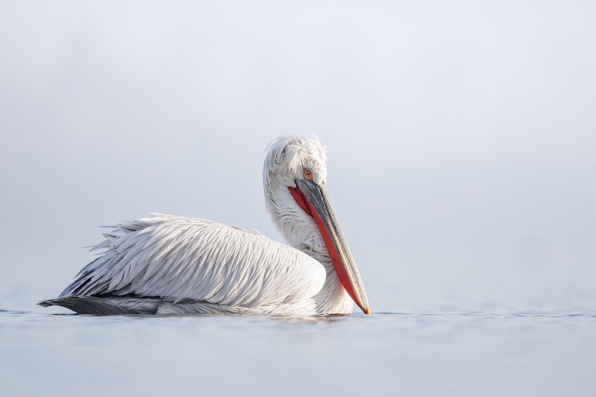 pelikán kadeřavý - ML616444430
