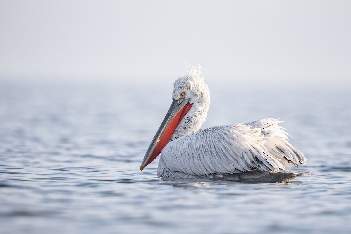 pelikán kadeřavý - ML616444431