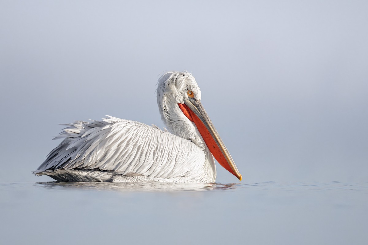 pelikán kadeřavý - ML616444434