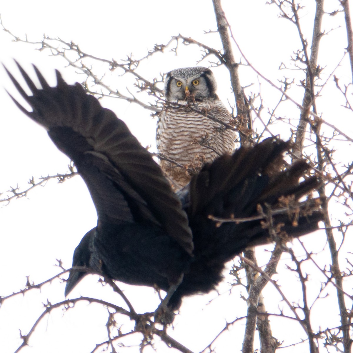 Northern Hawk Owl - ML616444490
