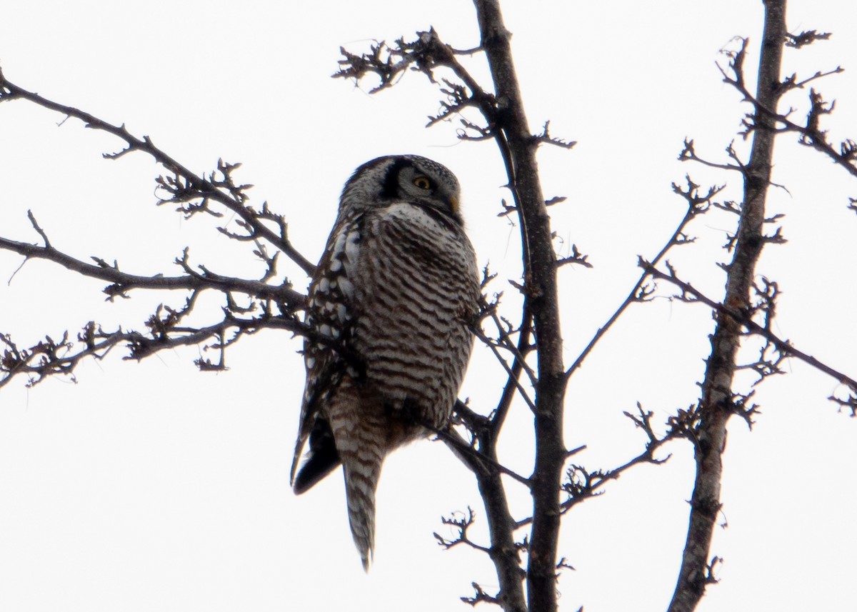 Northern Hawk Owl - ML616444494