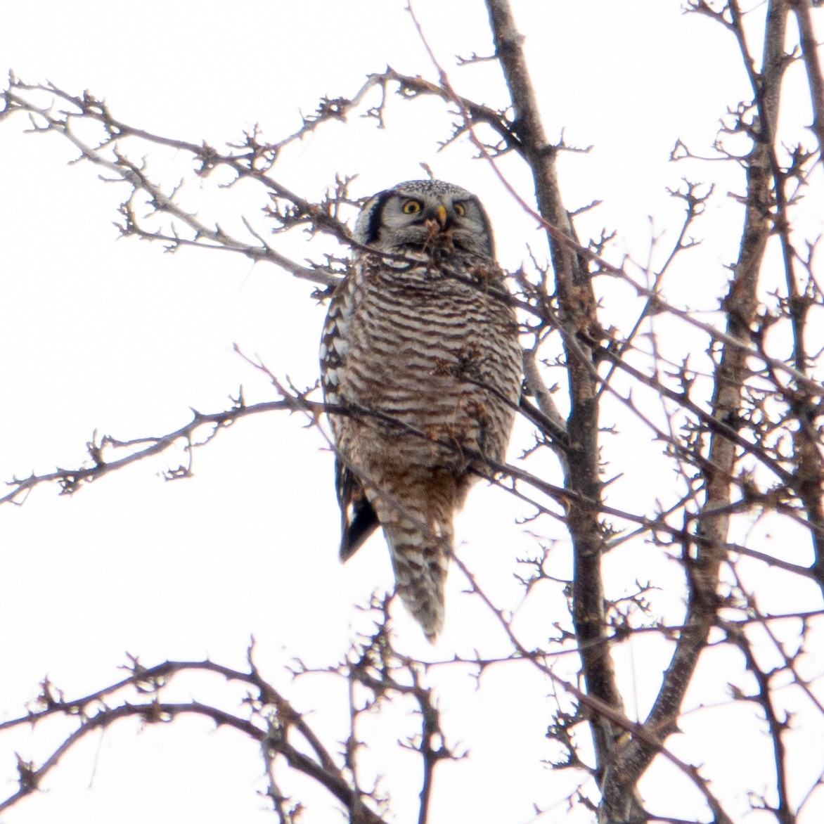 Northern Hawk Owl - ML616444495