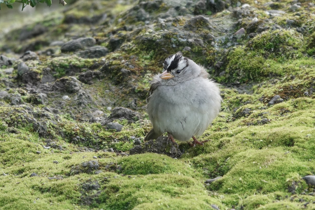 White-crowned Sparrow - ML616444536